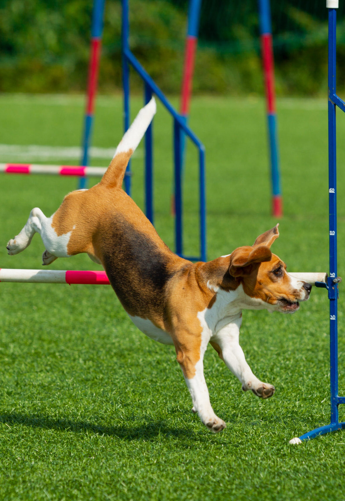 The dog performs at agility competition. Beagle dog jumping over obstacles. Summer day. Nature light